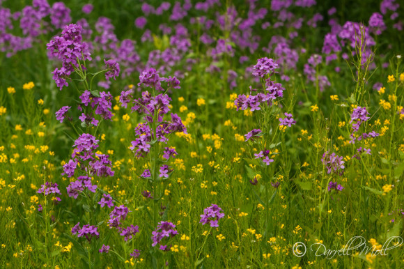 Wildflowers