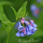 Virginia Blue Bells