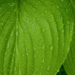 My Wife's Green Leaf