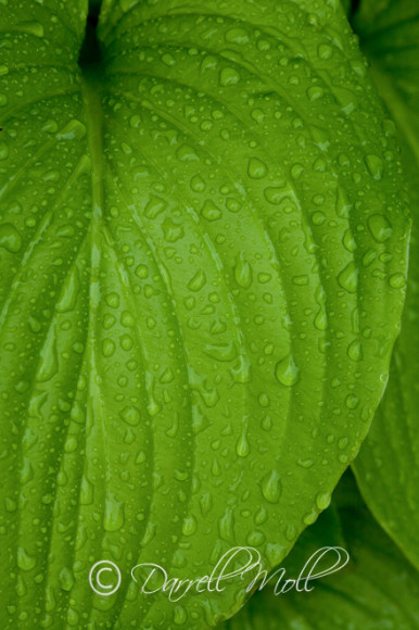 My Wife's Green Leaf