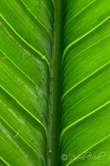 Leaf Veins