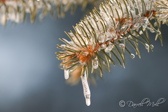Pine Cone & Ice
