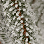Pine in Snow