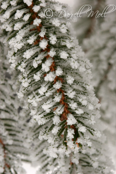 Pine in Snow