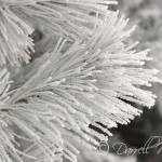 Pine in Snow