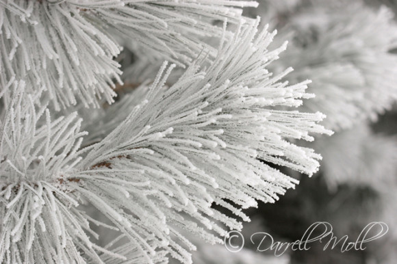 Pine in Snow