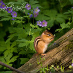 Chipmunk