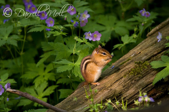 Chipmunk