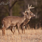 White Tail Deer