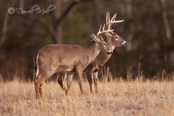 White Tail Deer