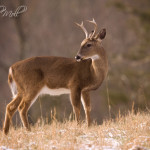 White Tail Deer