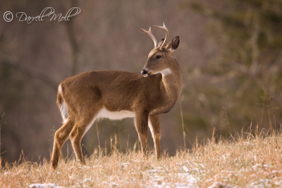 White Tail Deer