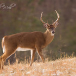 White Tail Deer