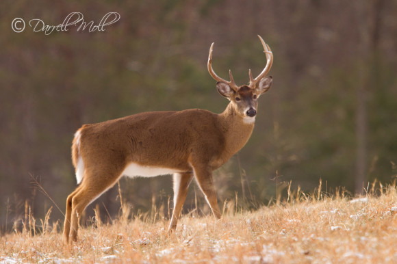 White Tail Deer