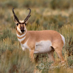 Antelope