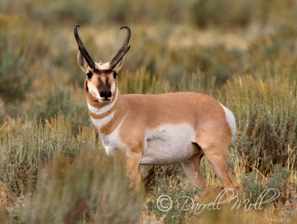 Antelope