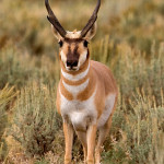 Antelope