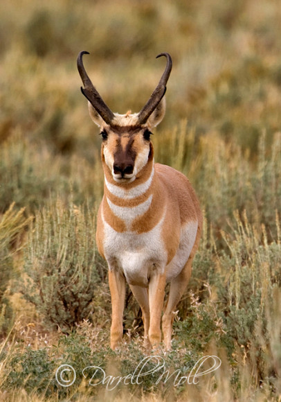 Antelope
