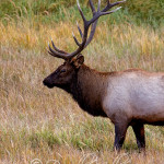 Elk