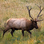 Elk