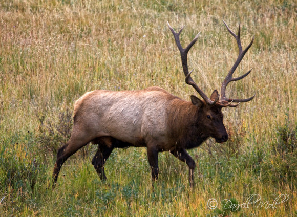 Elk