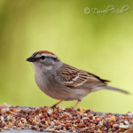 Chipping Sparrow