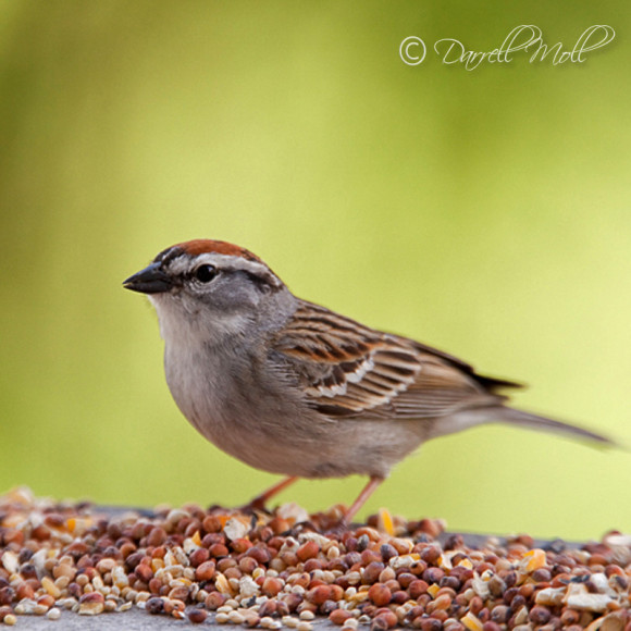 Chipping Sparrow