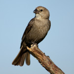 Female Cowbird