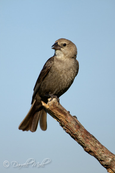 Female Cowbird