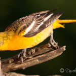 Northern Baltimore Oriole