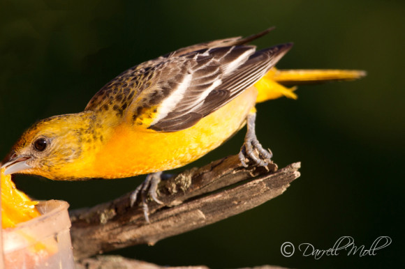 Northern Baltimore Oriole