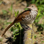 Brown Thrasher