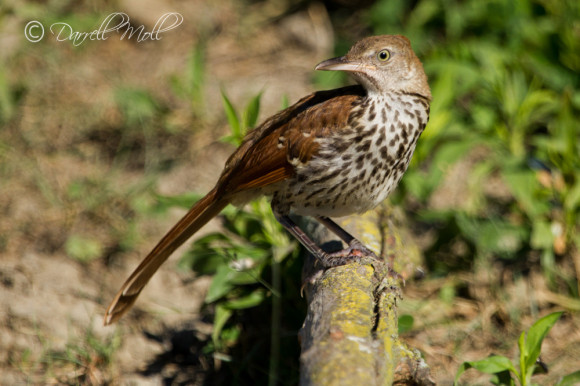 Brown Thrasher
