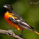 Baltimore Oriole