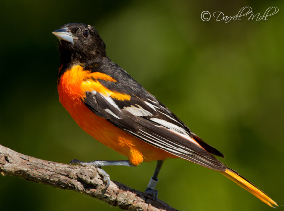 Baltimore Oriole