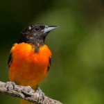 Baltimore Oriole