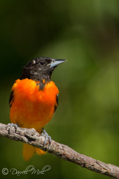 Baltimore Oriole