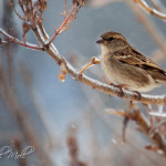 House Sparrow