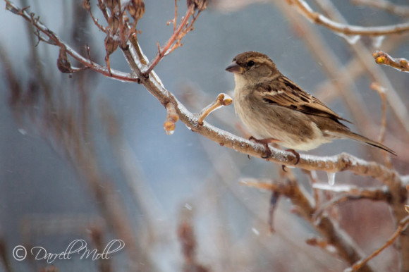 House Sparrow