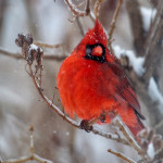 Northern Cardinal in Snow Storm