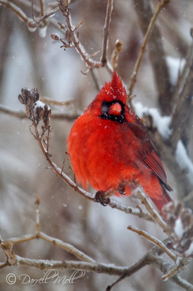Northern Cardinal in Snow Storm
