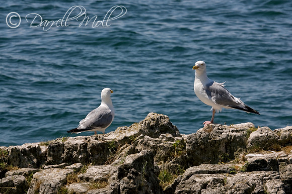 Lake Erie Seagull