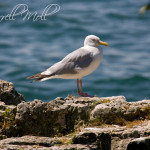 Lake Erie Seagull
