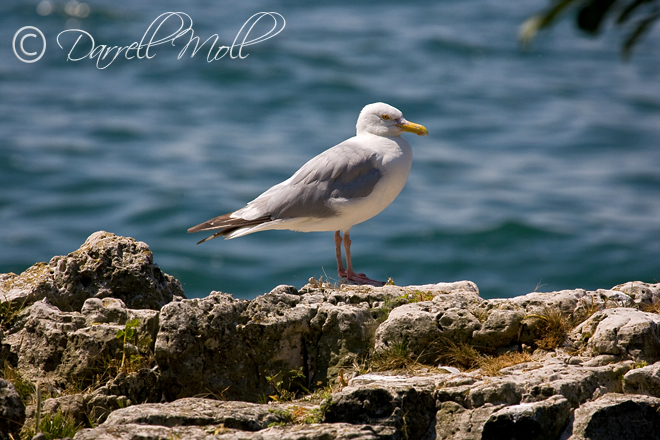 Lake Erie Seagull