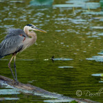 Great Blue Heron