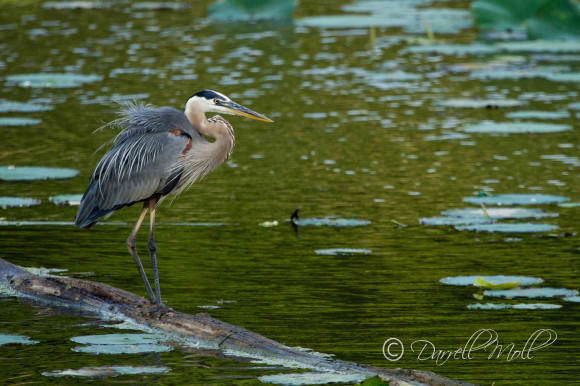 Great Blue Heron