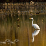 Egret