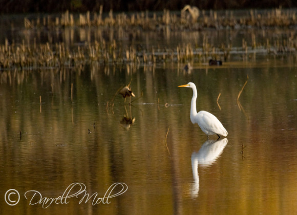 Egret