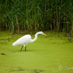 Egret
