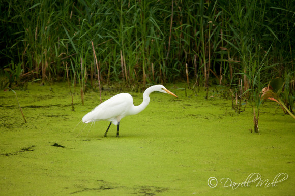 Egret